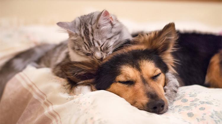 Dog and cat sleeping.