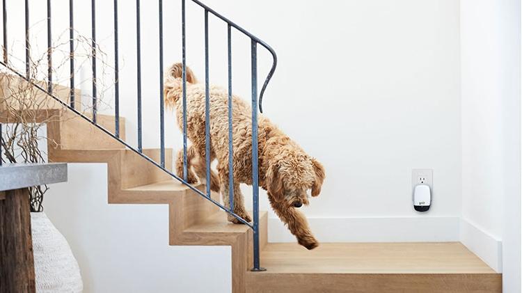 A dog walks down the stairs and past the Ting device plugged in the wall.